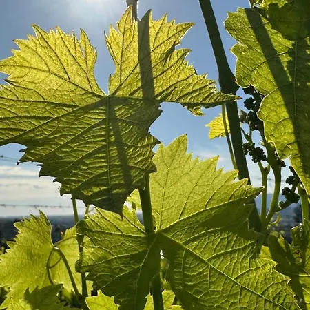 Cascina Cipressa